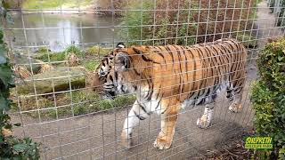 Tigers at Shepreth Wildlife Park In loving memory of Amba the Tiger [upl. by Milano77]