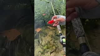 Best fishing rod in cheap rate viralvideo shorts youtubeshorts [upl. by Nirihs]