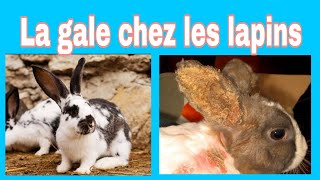 gales des lapins vetoszone [upl. by Adams]