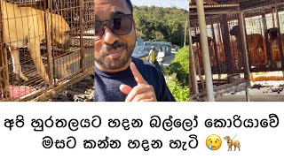 අපි හුරතලයට ඇති කරන බල්ලෝ 🦮 කොරියාවේ කන හැටි 😢  Dogs kill Dog meat in Dog farms South Korea [upl. by Gorski]