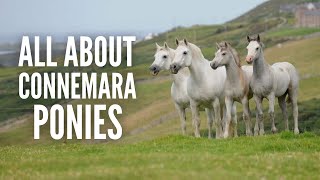 Connemara Ponies – Everything You Need to Know [upl. by Mmada]