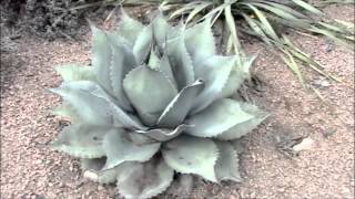 005  Paradise Garden  The Texas Hill Country Landscape Cacti amp Succulents [upl. by Grover]