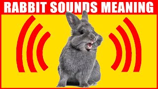 14 Sounds Rabbits Make and What They Mean [upl. by Charline204]