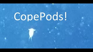 Adding Copepods to the Red Sea Reefer 350  Build Video 2 [upl. by Ylrae197]