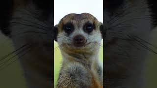 Meerkat pups on the green Tswalu private reserve [upl. by Dwayne846]