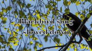 Blackbird song slowed down [upl. by Paine135]