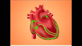 Cardiac action Potential and Effects of Antiarrthymic Drugs [upl. by Tahpos93]