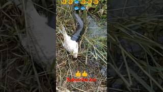 machhali ko 🐟🐟🐠khati Huishortvideos fishing video viralvideos trending shorts upload 🐠🐠🐟🐟🐟 [upl. by Veron]