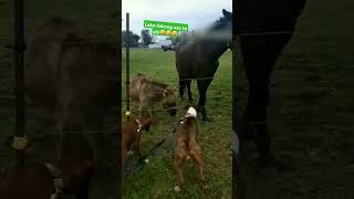 Lokolokong aso to ah 🤣🤣🤣 funny tryonttolaugh funnypets animals funnyanimals [upl. by Derriey]