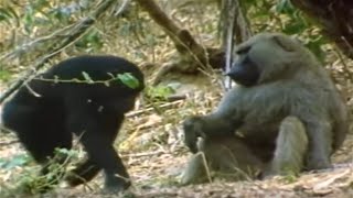 Chimpanzees vs Baboons  Interaction In the Wild [upl. by Lopes213]