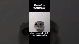 Thx Pengo memes funny cute music fypシ゚ [upl. by Schertz]