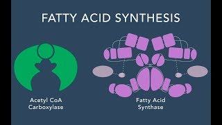 Fatty Acid Synthesis [upl. by Lavena]