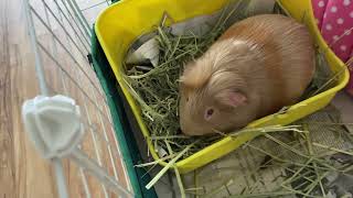 Guinea pig being guinea pig Vitamin C happiness 🐽❤️ [upl. by Abroms572]