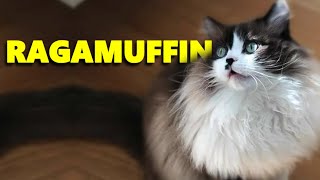 Ragamuffin Cat Breed  Ragdolls Giant cousin [upl. by Ayadahs715]