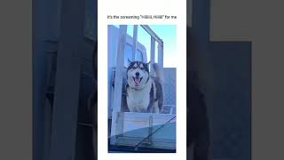 Dogs being cute part 2 funnydog funnypet cutedog doglover dog [upl. by Yaker]