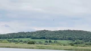 Osprey diving and fishing leightonmossrspb Commentary help from Yorkshire Just great to witness [upl. by Elicec760]