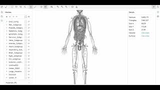 komplette menschliche Anatomie [upl. by Aimat]