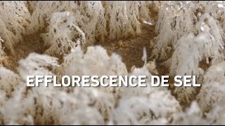 Efflorescence de sel  expérience scientifique [upl. by Darreg]