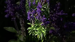 Bees Collecting Pollen From Flowers [upl. by Betthel]