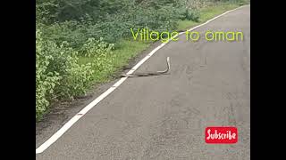 சாரைப்பாம்பு நடனம் snake Dance video captured in our village🐍🐍VIRALVIDEO [upl. by Cynar951]