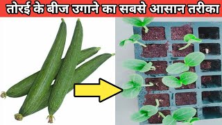 तोरई के बीज उगाने का सबसे आसान तरीका  easily grow sponge gourds from seeds [upl. by Aivilo]