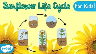 The Life Cycle of a Sunflower  Sunflower Life Cycle  Science for kids [upl. by Euginimod]