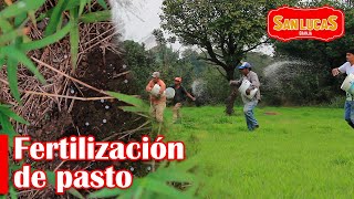 Fertilización de pasto pangola  Consejos  Granja San Lucas [upl. by Barncard]