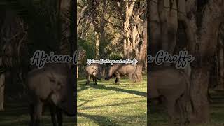 Warthogs defend themselves with their formidable tusks when challenged by predators wildlife [upl. by Orimisac50]