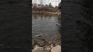 Steelhead Fishing ​⁠faonvlogs419 Nov142024  steelheadfishing troutfishing shortvideo [upl. by Anneh]