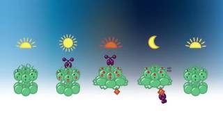 Cyanobacterial Circadian Oscillator Animation [upl. by Dirfliw]