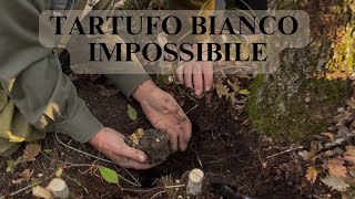 Un TARTUFO BIANCO IMPOSSIBILE da CAVARE [upl. by Cawley]