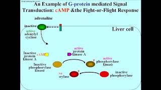 317 GProtein Activation of Protein Kinase A and the FightorFlight Response [upl. by Donnenfeld483]