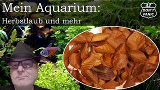 Herbstlaub und mehr  Mein Aquarium 29 [upl. by Stavro]