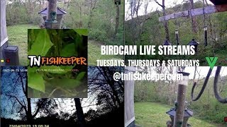 TNFISHKEEPERCOM™ 🐠 BIRDCAM 88 [upl. by Jorry350]