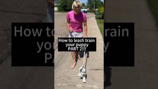 Leash train your puppy part 2 puppy puppytraining dog dogtrainer puppytrainingtips [upl. by Damas]