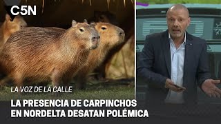 Los VECINOS de NORDELTA plantearon una POLÉMICA SOLUCIÓN para la INVASIÓN de CARPINCHOS [upl. by Esydnac27]