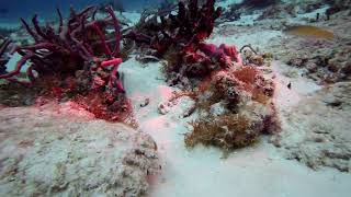 3 Lobsters Lionfish Eel at 1min Toadfish and shrimp 2min Macro 2min 30sec Yucab Reef Coz [upl. by Anayek]