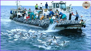 How Fishermen Catch Hundred of Tons of Fish in A Single Catch Using Bottom Trawling Fishing Method [upl. by Saint]