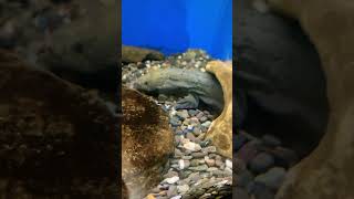 Anyone know what this hellbender is doing this for hellbender aquatic tank water [upl. by Siednarb]