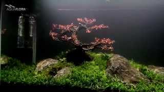 Aquaflora  Red Bonsai TreeScape by FAAO [upl. by Alika]