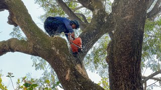 Many Unexpected events… Cut down 2 Old branched Trembesi Trees [upl. by Cassius]