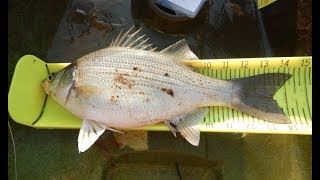 White Bass on the Eno River NC [upl. by Idnod]