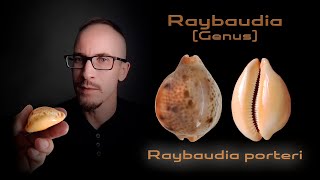 Ципрея Портера  Raybaudia porteri  Cypraea porteri [upl. by Messere]