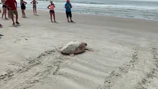 Fripp Island Loggerhead Turtle Nesting [upl. by Sewell]