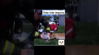 cachorro firedepartment cão cao hero heroico pets petlover petlovers melhoramigodohomem [upl. by Nolubez877]