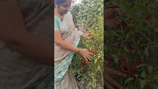 gardening organicharvest garden organicgardening mirchi chilli redmirchi harvest harvesting [upl. by Letsyrc333]