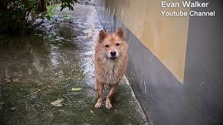 The mother dog for her soontobeborn puppies to have shelter chooses to trust humans again [upl. by Columbyne]