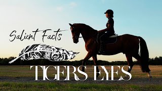 Tigers Eyes  original song by Salient Facts amp Tigers Eye Premium Equestrian Clothing [upl. by Atsahs822]