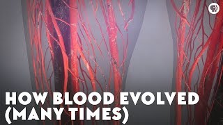 How Blood Evolved Many Times [upl. by Justine]