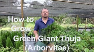 How to grow Green Giant Thuja Arborvitae with detailed description [upl. by Esilenna941]